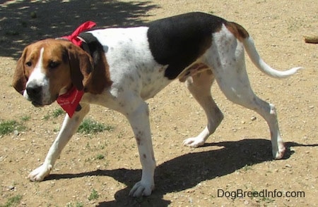 The left side of a tall tricolor white, black and brown Treeing Walker Coonhound dog wearing a red bandana walking across a dirt surface looking forward. The dog is holding its long tail down low. It has long drop ears and dark eyes.