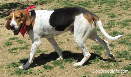The left side of a white, black and brown Treeing Walker Coonhound dog walking across a patchy grass surface, it is wearing a red bandana, it is looking forward, its mouth is open and it looks like it is smiling. It has a long tail.