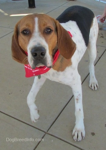 Close up front side view - A white, black and brown Treeing Walker Coonhound is standing on a concrete surface. It is looking forward and it is wearing a red bandana. It has brown almond shaped eyes and a large black nose.