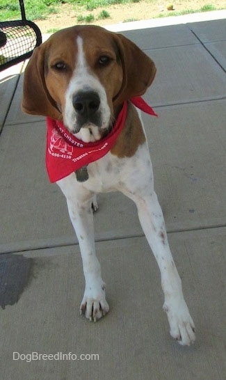 Front view - A white, black and brown Treeing Walker Coonhound dog standing on a concrete surface, it is looking forward and it is wearing a red bandana. The dog has dark almond shaped eyes, a large black nose and soft looking drop ears.