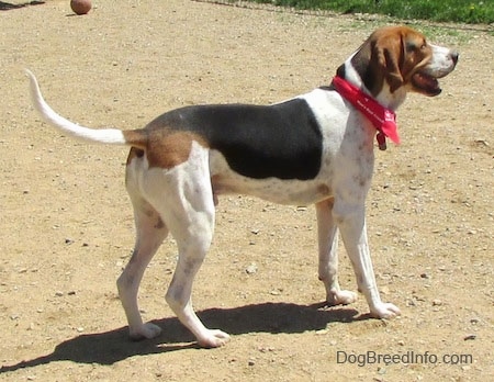 The back right side of a white, black and brown Treeing Walker Coonhound that is standing across a dirt surface looking to the right, it is wearing a red bandana, its mouth is open and its tongue is sticking out. It has a long tail that it is holding level with its body with the end of the tail curling upwards.