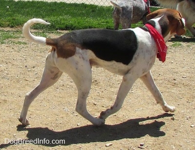 The right side of a white, black and brown Treeing walker Coonhound dog wearing a red bandana trotting across a dirt surface. Its tail is level with its body, but curled in a U at the end.