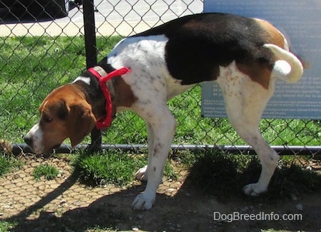 The left side of a white, black and brown Treeing Walker Coonhound dog wearing a red bandana and it is standing across a patchy grass surface and it is peeing on the fence behind it.