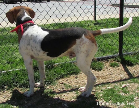 The back left side of a white, black and tan Treeing Walker Coonhound dog wearing a red bandana. It is standing across patchy grass and it is looking out of a tall chain link fence. The dog's long tail is level with its body.