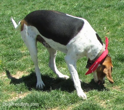 The front right side of a white, black and brown Treeing Walker Coonhound dog sticking its head in grass and it has a red bandana around its neck. The dogs long drop ears are hanging forward.