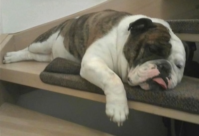 Victorian Bulldog Dog Breed Information and Pictures