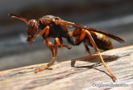 Right Profile - Paper Wasp