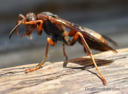 Right Profile Close Up - Paper Wasp with its front let on its head