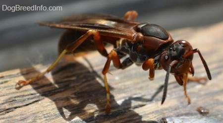Close Up - Paper Wasp walking across a wooden surface