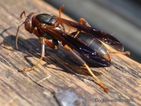 Close Up - Paper Wasp walking up a wooden surface