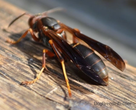 Close Up - Paper Wasp standing on a wooden surface