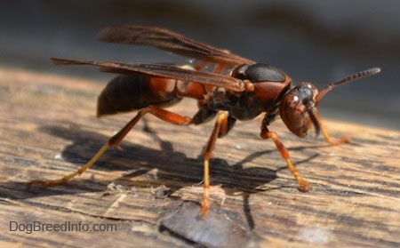 Close Up - Paper Wasp walking down a wooden surface