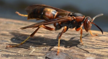 Left Profile - Paper Wasp