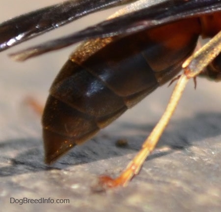 Close Up - Paper Wasps Stinger and Legs