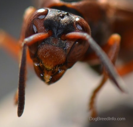 Paper Wasp Head
