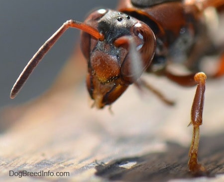 Paper Wasp Head looking down at the wooden surface