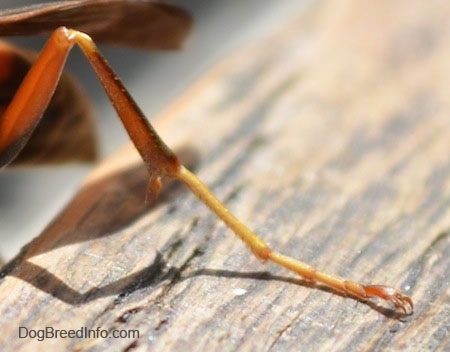 Close Up - Paper Wasps leg on a wooden surface