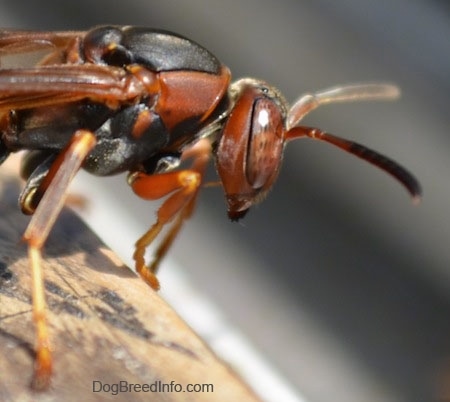 Left Profile - Front end of a paper wasp on a wooden surface