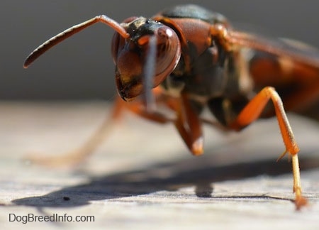 Front End of a paper wasp