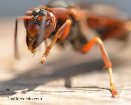 Close Up - Paper Wasp upper half moving on a wooden surface