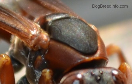 Close Up - Paper Wasps Thorax