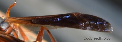 Close Up - Wings of the Paper Wasp