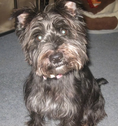 A gray with tan scruffy looking Wauzer dog that is sitting on a carpet and its head is tilted to the left. It has small triangular ears that fold over to the front.