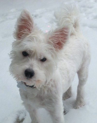 bichon frise westie mix