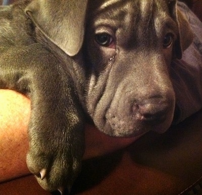 Close up - A gray Weim-Pei puppy is laying across a persons arm. The dog has small triangular ears that hang down to the sides and a wrinkly forehead.