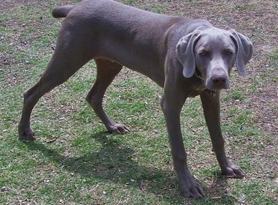 are weimaraners good guard dogs