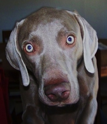 what is the breed of weimaraner