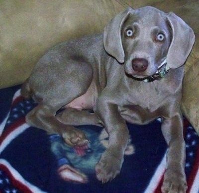 are weimaraners good guard dogs