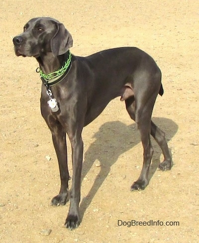german weinheimer dog