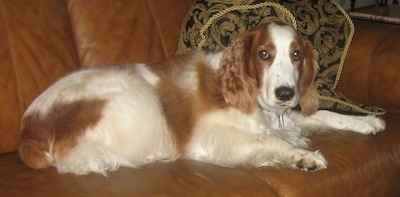 The right side of a white with brown Welsh Springer Spaniel that is laying across a couch. The dog has fluffy drop ears and a black nose.