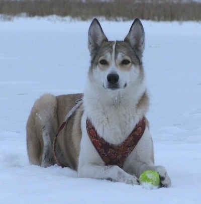 A brown and white West Siberian Laika that is laying on snow and there is a tennis ball in front of it. It has frozon drool coming from its mouth.