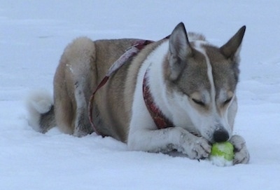 A brown and white West Siberian Laika dog that is laying down in snow and chewing on a tennis ball that it has between its front paws.