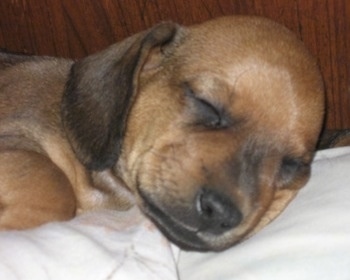 Close Up - Puppy sleeping on a blanket