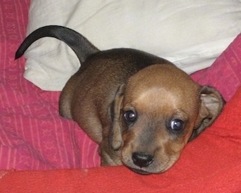 Subbu the Dachshund Puppy sitting on a bed