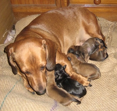 4 week old dachshund puppies