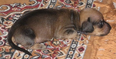 Close Up - Puppy laying on a rug