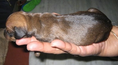 Close Up - Puppy in the hand of a person