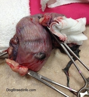 Removed Uterus of a Dam