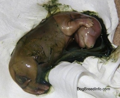 Puppy covered in a green sack on top of a towel