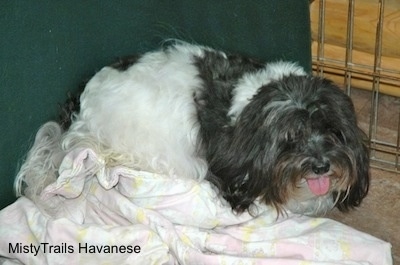 A Dog in Labor laying against a wall and on a blanket