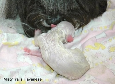 Close Up - Puppy moving to its dam on a blanket