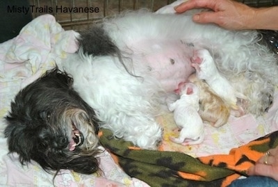 Three Puppies feeding