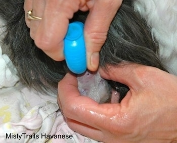 Close Up - Fourth Puppy having liquids drained