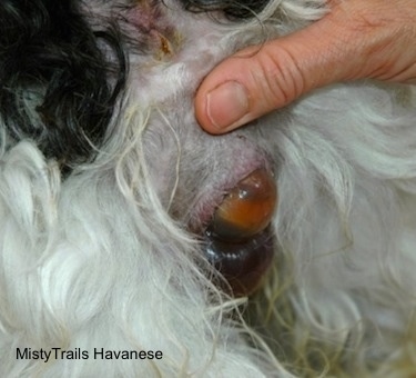 Close Up - First Puppy presenting a little more