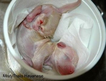 puppy laying in a plastic bowl to be weighed