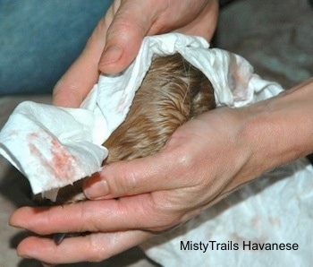 A person cleaning the puppy